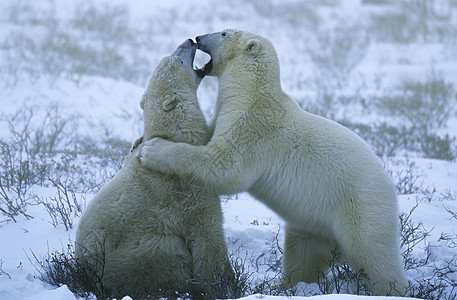 加拿大 丘吉尔北极熊幼熊在雪中玩耍北极熊哺乳动物幼兽动物图片