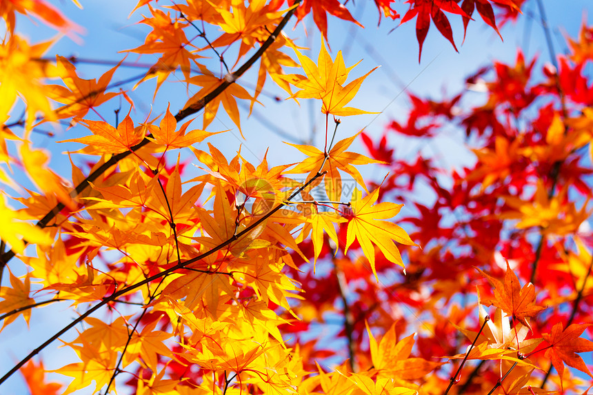 秋季请假季节性红色黄色叶子枫树橙枫背景丛林枫叶环境图片