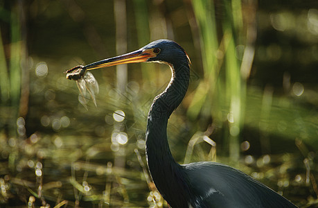 三彩色Heron(Egretta 3color) 海嘴里有背景图片