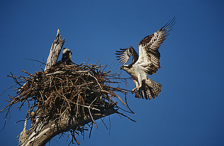 成年食人动物以筑巢回巢图片