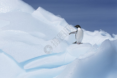 关于冰川的Adálie企鹅图片