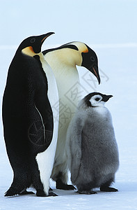 南极洲皇帝企鹅家族动物父母关爱自然界野生动物背景图片