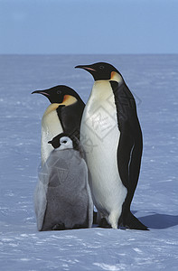 南极洲皇帝企鹅家族自然界父母野生动物关爱动物图片