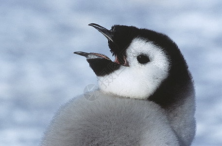 企鹅大帝小天皇用开嘴揭幕小动物动物野生动物自然界图片