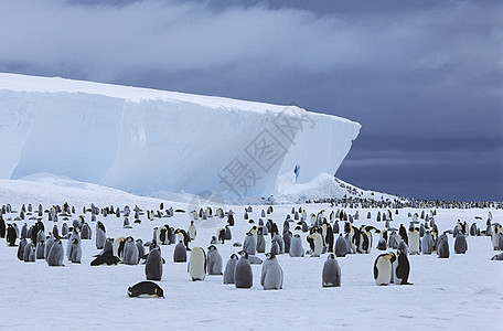 企鹅皇帝(前天兽)殖民地和冰山图片
