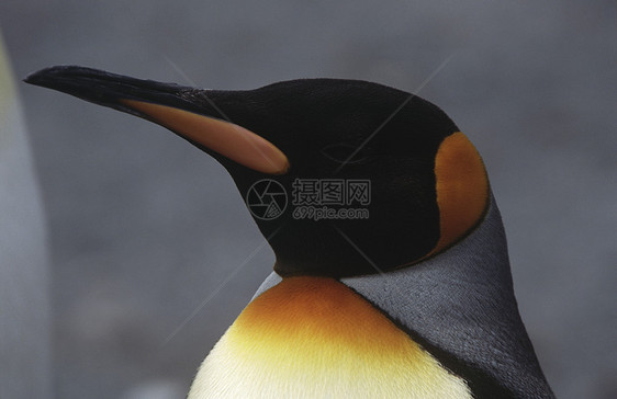 的特写企鹅橙色自然界野生动物动物图片