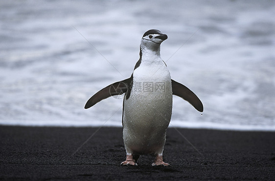 海滨的企鹅海洋自然界动物野生动物大海支撑尾藻海滩图片