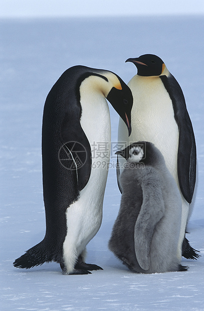 南极洲皇帝企鹅家族动物野生动物小动物自然界父母关爱图片