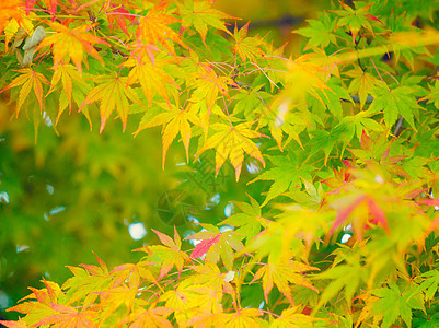 秋叶橙枫森林背景枫树红色橙子季节性叶子丛林黄色图片