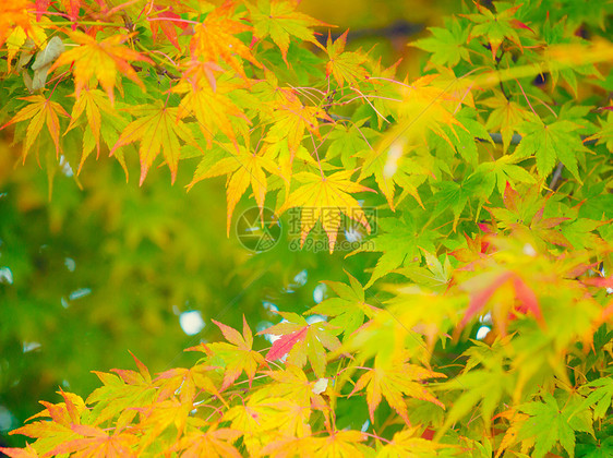 秋叶橙枫森林背景枫树红色橙子季节性叶子丛林黄色图片