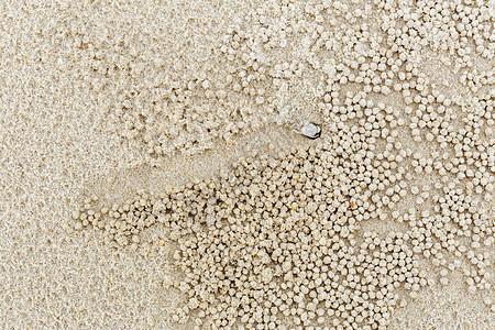 小白螃蟹移动沙球珊瑚沙漠灰色昆虫生活地球土地海岸石英栖息地图片