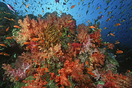 软珊瑚珊瑚礁间海洋金子学校图片