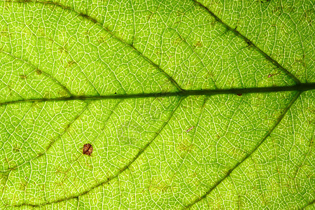 绿叶静脉异国阳光网格森林桦木花园叶子床单情调植物图片
