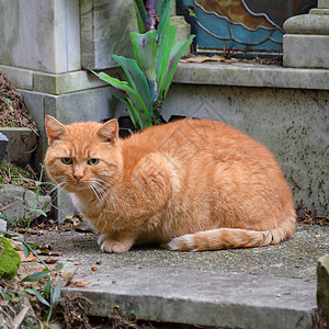 红猫孤独猫咪哺乳动物猫科动物生物宠物健康警报红色图片