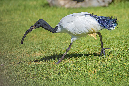 非洲神圣的ibis 希腊神话储备荒野白色羽毛灰色总线黑色翅膀眼睛动物图片