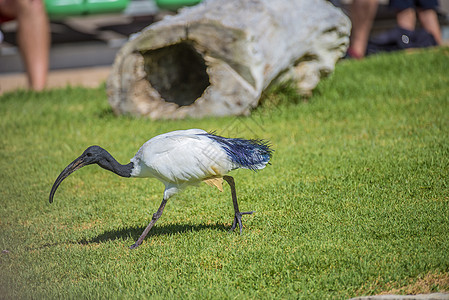 非洲神圣的ibis 希腊神话鸟类野生动物黑色荒野总线眼睛翅膀储备灰色羽毛图片