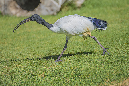 非洲神圣的ibis 希腊神话动物总线黑色灰色荒野白色羽毛翅膀眼睛储备图片