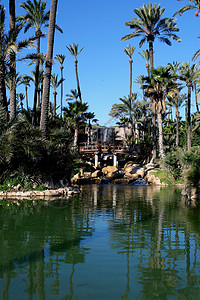 西班牙阿利坎特棕榈园石头生态异国旅游环境旅行情调绿化地球植被图片
