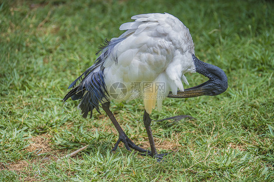 非洲神圣的ibis 希腊神话野生动物羽毛翅膀动物储备鸟类白色灰色总线荒野图片