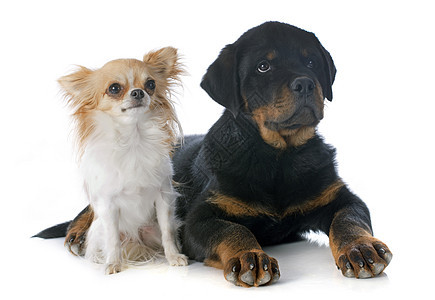 小小狗罗维勒和吉娃娃婴儿白色工作室棕色纳犬友谊黑色宠物动物小狗图片