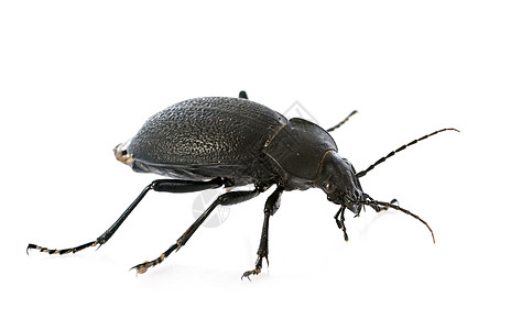 焦骨蟑螂甲虫野生动物鞘翅目工作室森林黑色动物图片