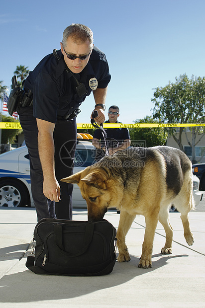 男警官 有受过训练的狗在犯罪现场嗅袋子图片