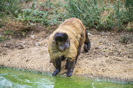 卷尾猴 大肠棕色哺乳动物热带荒野黑色生物动物眼睛动物群情调图片