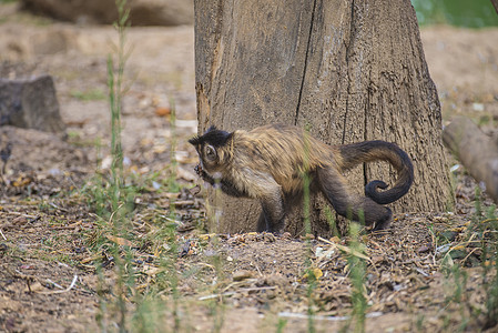 卷尾猴 大肠头发黑色眼睛动物群哺乳动物生物丛林野生动物森林尾巴图片
