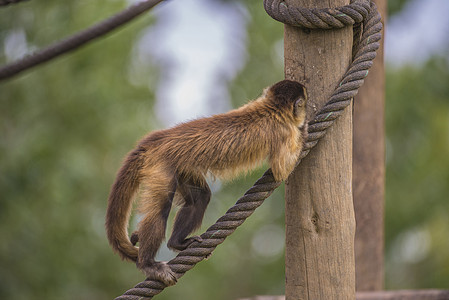 卷尾猴 大肠眼睛动物棕色脊椎动物哺乳动物动物群情调黑色荒野头发图片