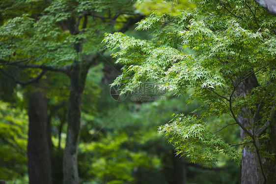 日本 京都托福寺树图片