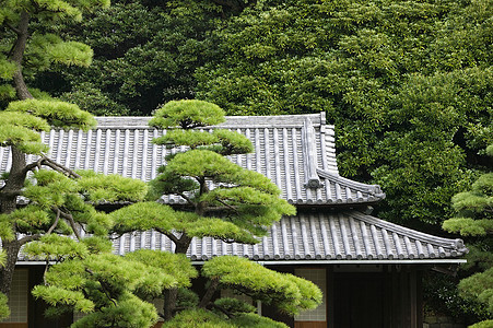 日本 东京东京皇宫天门屋顶东门 从树上看到历史性地方外观房顶文化纪念碑建筑学瓦片建筑松树图片