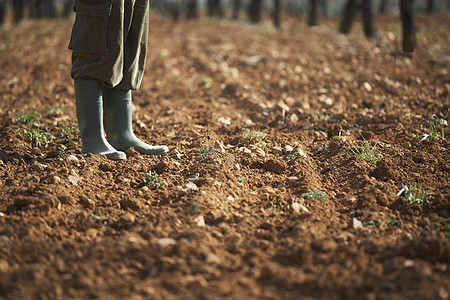 农民在农场肥沃土壤上站立的低耕种面积图片