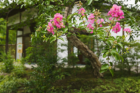 古琦园果子园 日耳曼生长场景前景外观花园建筑植物文化背景