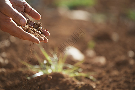 特写农民的手 将土壤倒在农场土地上图片