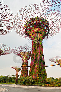 新加坡湾旁的花园里 有超级树建筑学旅游游客商业公园植物建筑码头森林场景图片