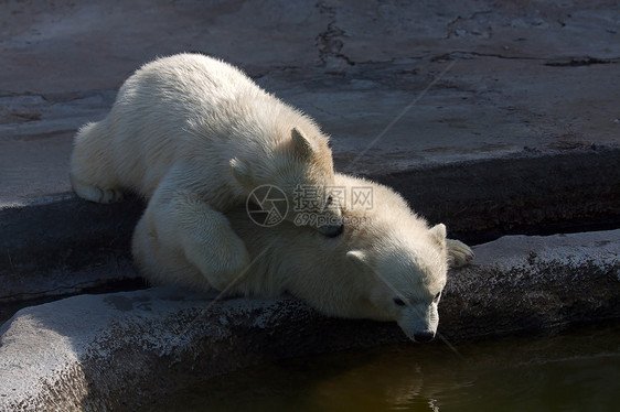 两只北极白熊哺乳动物婴儿动物园濒危捕食者鸟舍图片