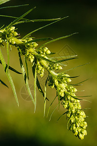 斯派杂草植物群野花尖塔宏观季节食量旋体玉米粮食图片