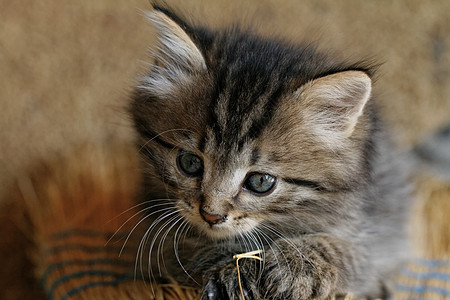 塔比小猫猫科婴儿头发猫咪宠物眼睛荒野虎斑毛皮胡须图片