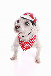 戴自行车头盔和bandana的狗摩托车大男子飞行员星星衣服戏服乐趣白色主义宠物图片