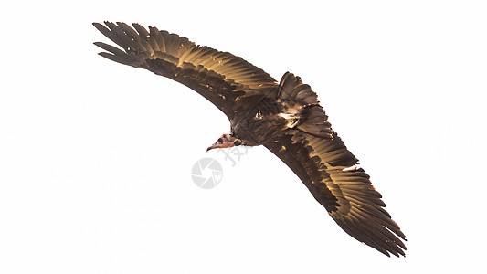 飞行中的秃鹫秃鹰清道夫航班动物野生动物翅膀图片