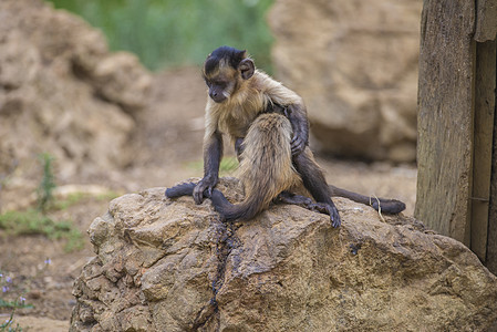 卷尾猴 大肠情调棕色哺乳动物野生动物脊椎动物濒危毛皮黑色眼睛尾巴图片