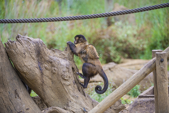 卷尾猴 大肠动物群脊椎动物濒危棕色森林尾巴异国头发生物情调图片