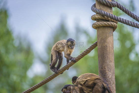 卷尾猴 大肠野生动物黑色情调棕色生物尾巴动物群脊椎动物丛林动物图片