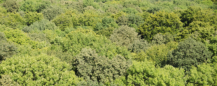上面所见的森林树冠墙纸叶子荒野天篷阳光植物公园地毯绿色植被图片