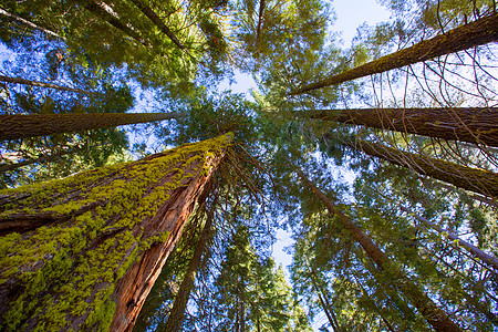 加利福尼亚州自下而上石头太阳红杉公园旅行树干苔藓假期地标森林图片