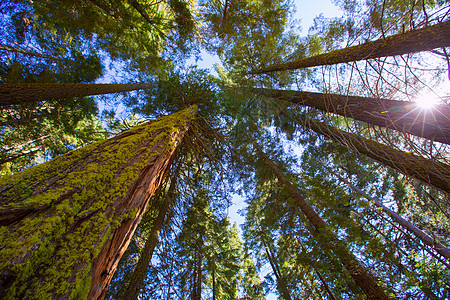 加利福尼亚州自下而上旅行世界遗产假期红杉森林天空太阳国家公园树干图片