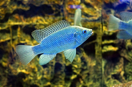 水族馆中的蓝鱼图片