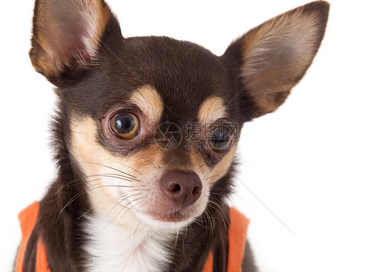 可爱的吉娃娃狗纯种狗棕色影棚摄影动物图片
