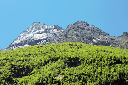 下方的青森林和绿林森林绿色季节木头白色太阳高山旅游岩石旅行图片