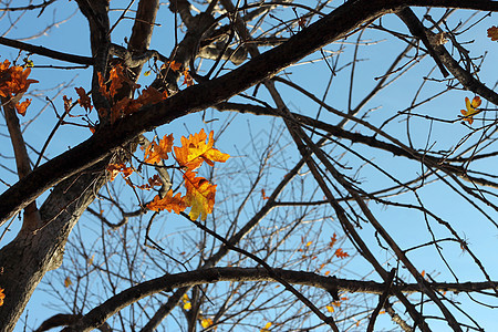 树枝上的橡树叶植物天空蓝色金子生长森林叶子树叶绿色生活图片